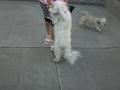 videos de Sashi y Kau Waltz