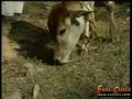 hungry cow eats chicken hungry cow eats chicken