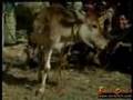 hungry-cow-eats-chic