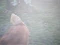 Willow at Play 002.AVI