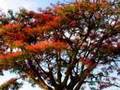 As Flores do Moxico