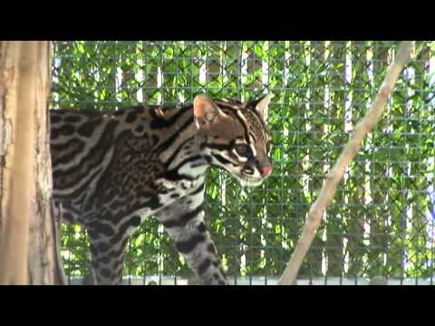 ocelot ^