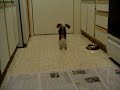 Trays-Purebred Beagle Puppy @ 10 Weeks