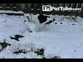 A dog rolls snow into a snowball to build a snowman. pettube.com