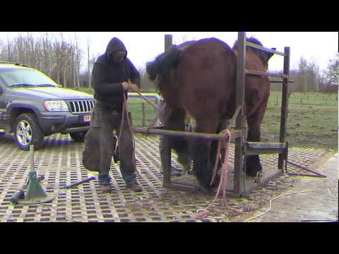 how to treat mud fever