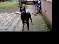 family pet 130lb doberman family pet 130lb doberman