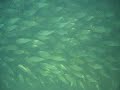Fish Ball and Sharks Fish Ball and Sharks