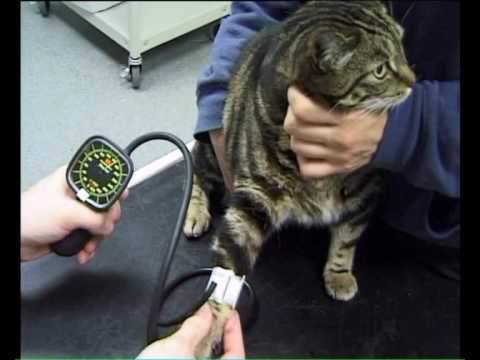 Cats Get High Blood Pressure Too: Monitor It