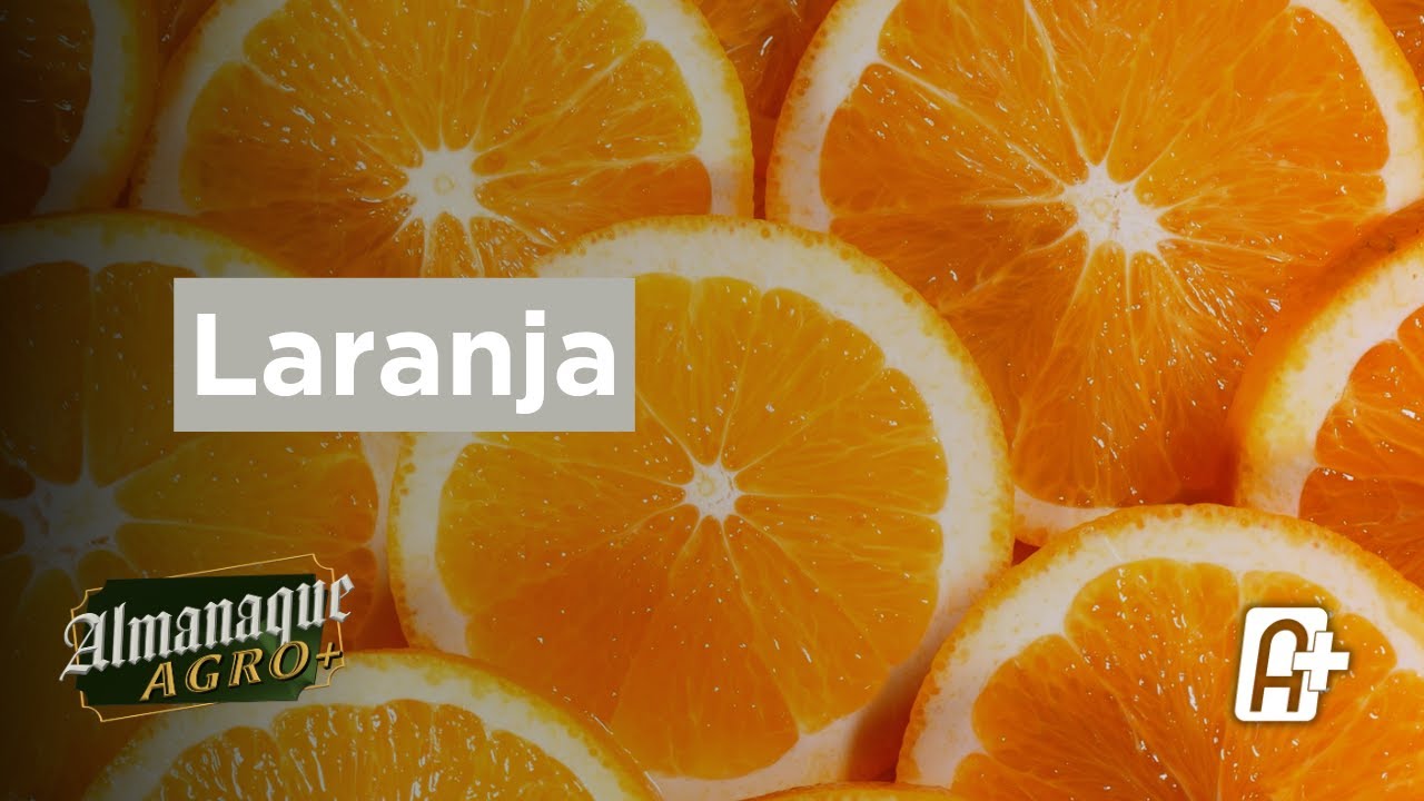 Laranja | Almanaque Agro+