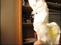 Cockatoo Dancing