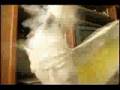 Cockatoo Dancing
