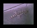 Gecko 1