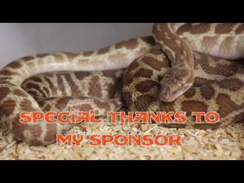 YouTube reptile video