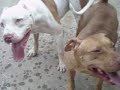 cruzamento da raça pit bull