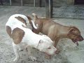 cruzamento da raça pit bull