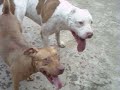 cruzamento da raça pit bull