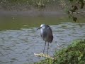 garzetta grigia egretta gularis o ibrido gularis-garzetta