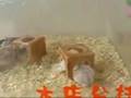Drunk Hampsters