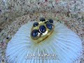 Bague cabochons saphir Bague cabochons saphir