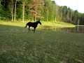 Running of the Horses (Roads End Farm)
