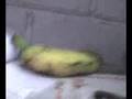 videos de elvita