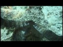 Encuentros en la tercera fase (Bajo el agua)