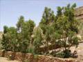 Hateeb Yaffa