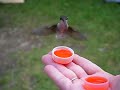 hand feeding hummingbirds