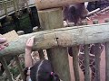 Elephant Encounter GIRAFFES