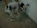 Dog gone crazy Dog gone crazy