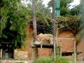 Environmental Enrichment - Lions