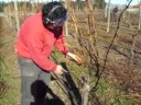 Clases de Pruning...(1 parte)