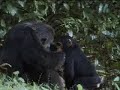 Angry chimpanzees fight for leadership in the wild African jungle - BBC wildlife Angry chimpanzees fight for leadership in the wild African jungle - BBC wildlife