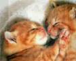 Les Animaux, encore que plus particulièrement les chats !!!