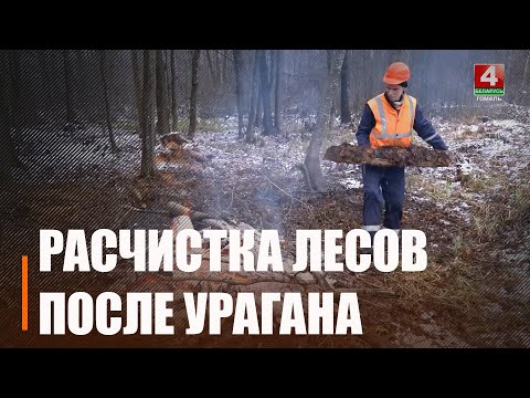 Узнали, как на Гомельщине проходит расчистка последствий июльского урагана 2024-го видео