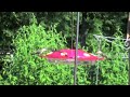 Happy Hummingbirds in the NJ Pine Barrens