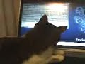 Gato programando en linux Gato programando en linux
