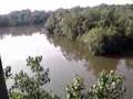Mangrove Swamp at Sungei Buloh