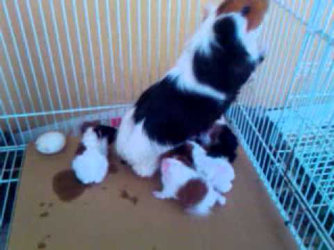 Guinea Pig Small & Furry For Sa...