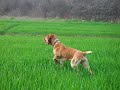 Bracco Italiano ferma su quaglia