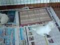 videos de Filhotes de Cindy