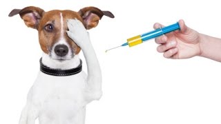7 -  Medicina preventiva en mascotas