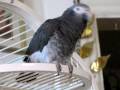 Look-at-my-Feathers-