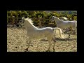 Posestvo-Pule