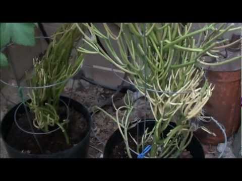 how to replant cactus cuttings