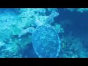 Sea Turtles in Little Cayman Sea Turtles in Little Cayman