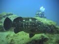 buceo en lanzarote por emerlan  meros!!