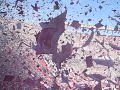 Salida del equipo superclasico River 1 boca 1 2009.avi