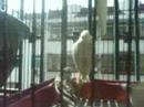 my pet birds