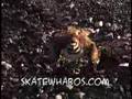 videos de Chirp Chirp